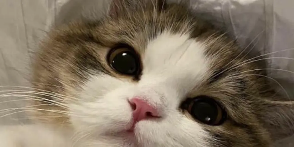 Imagem do grupo de WhatsApp Apaixonados por gatos 😻🤠