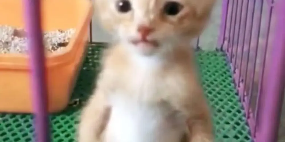 Imagem do grupo de WhatsApp Apaixonados por gatos