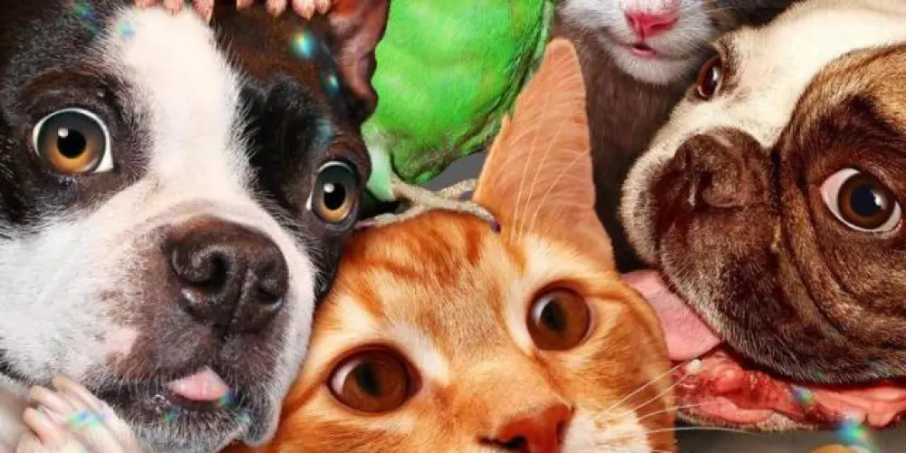 Imagem do grupo de WhatsApp 💙 Apaixonados por Pets🐾