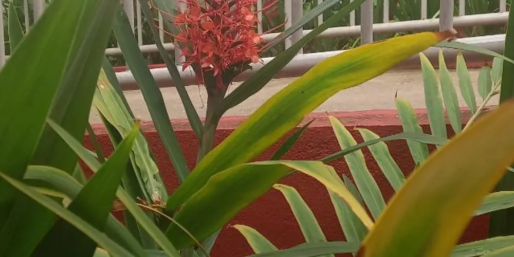 Imagem do grupo de WhatsApp Apaixonados por planta Bh