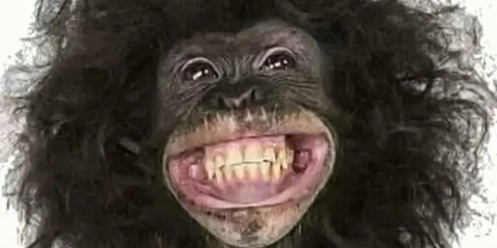 Imagem do grupo de WhatsApp aphonsinha veyr🕊