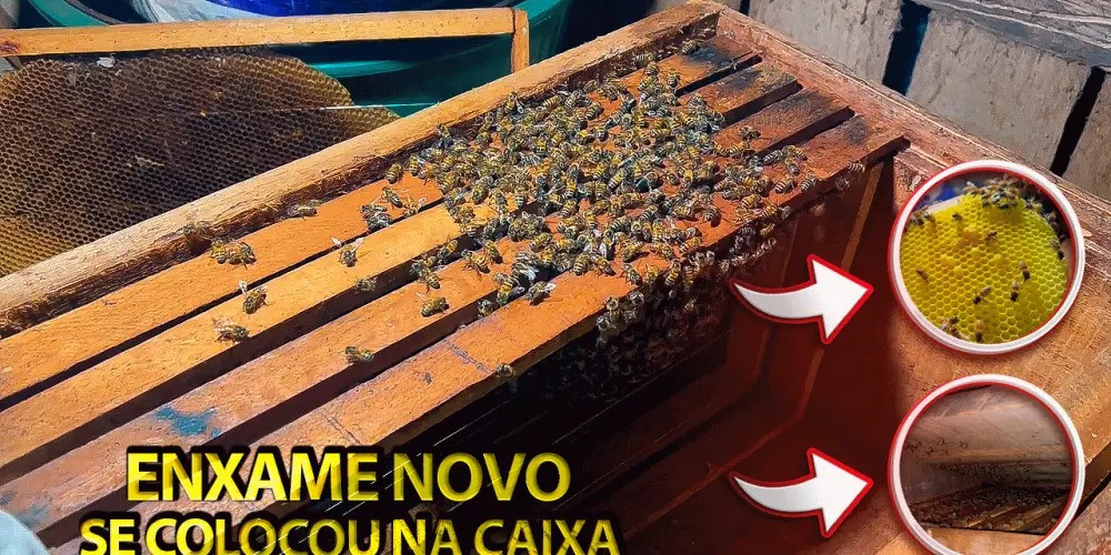 Imagem do grupo de WhatsApp APICULTORES