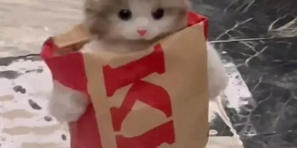 Imagem do grupo de WhatsApp Apocaliticos