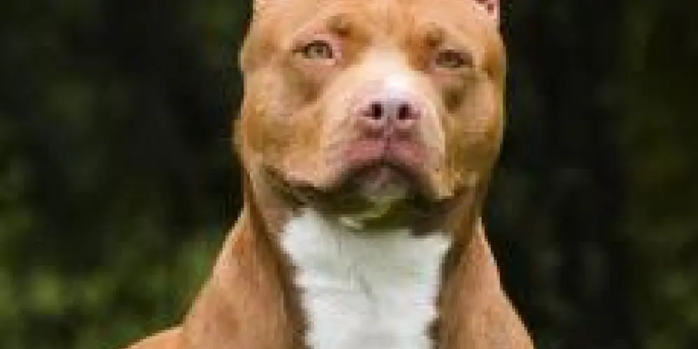 Imagem do grupo de WhatsApp Apt