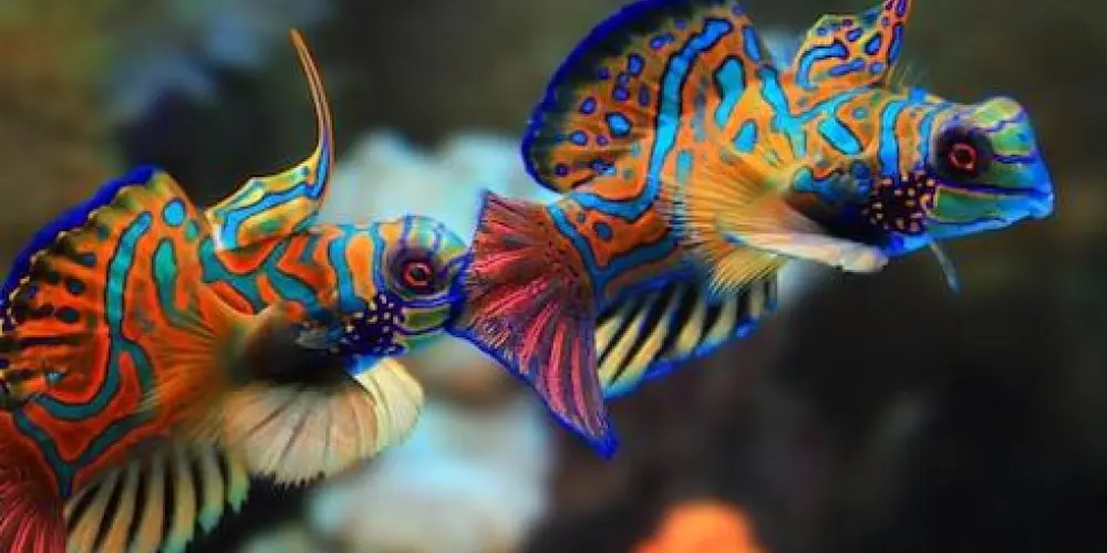 Imagem do grupo de WhatsApp Aquárismo-litoral