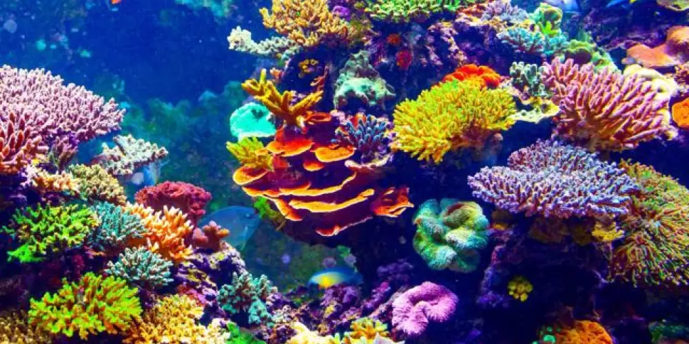 Imagem do grupo de WhatsApp Aquarismo Marinho