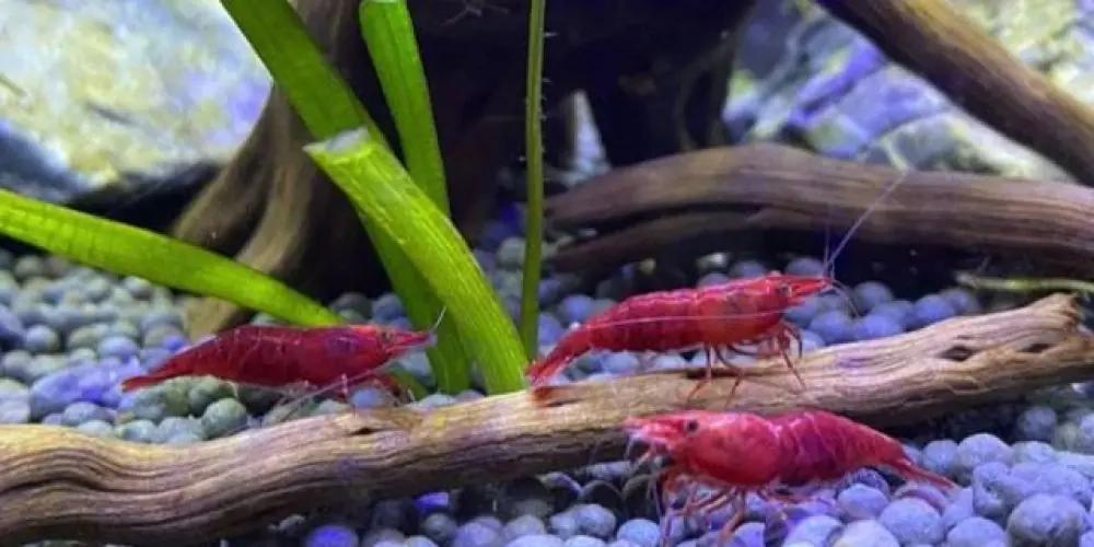 Imagem do grupo de WhatsApp 🌱🐠🐙🦞Aquarismo para iniciantes💦🐢🐡🐌