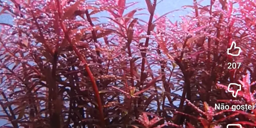 Imagem do grupo de WhatsApp Aquarismo Plantado