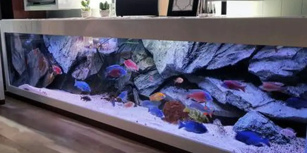 Imagem do grupo de WhatsApp Aquaristas do RS