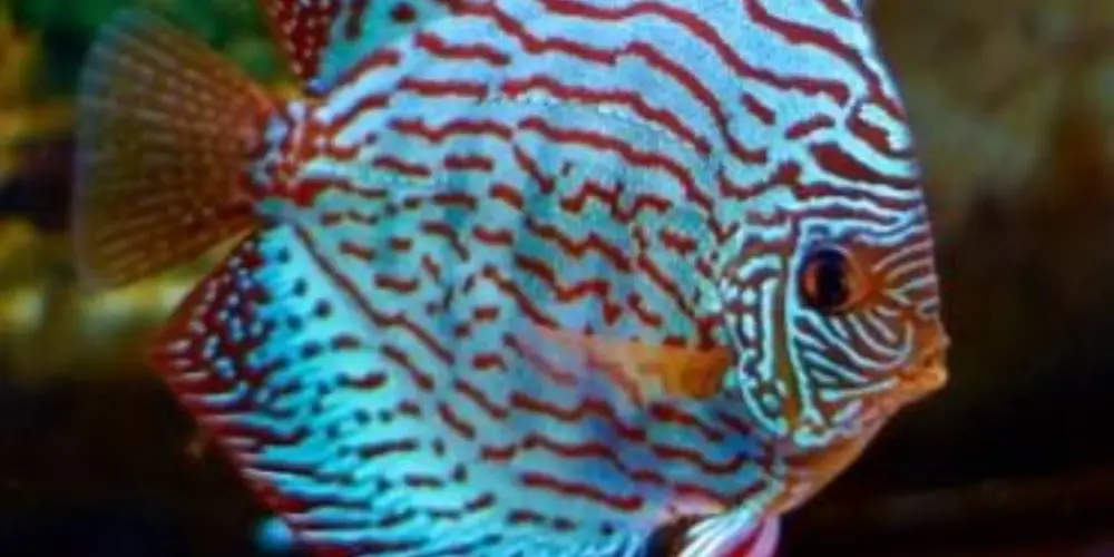 Imagem do grupo de WhatsApp Aquarium Fisher 🐟 Team