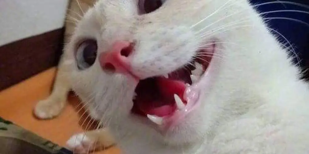 Imagem do grupo de WhatsApp Aquele 1% de loucura 😱🤐🤯