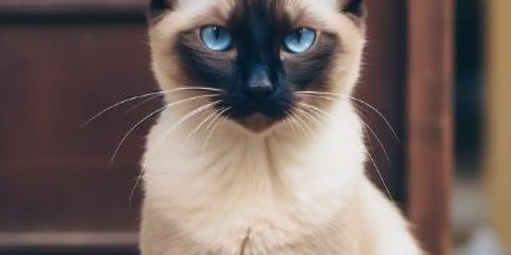 Imagem do grupo de WhatsApp Aquele 2% de loucura