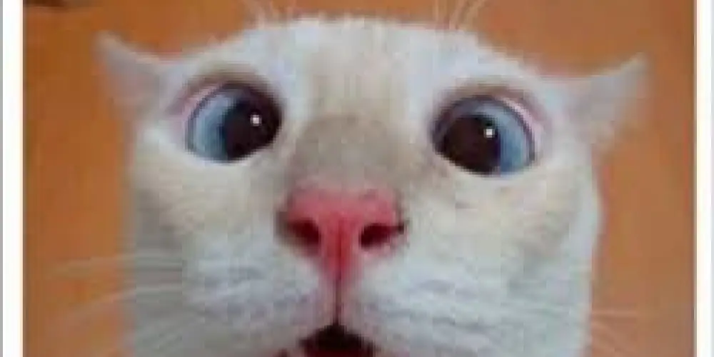 Imagem do grupo de WhatsApp Aqui é zueira total