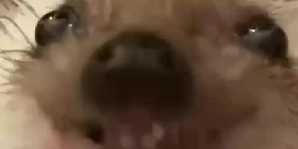 Imagem do grupo de WhatsApp Aqui somos todos amiguinhos 2.0