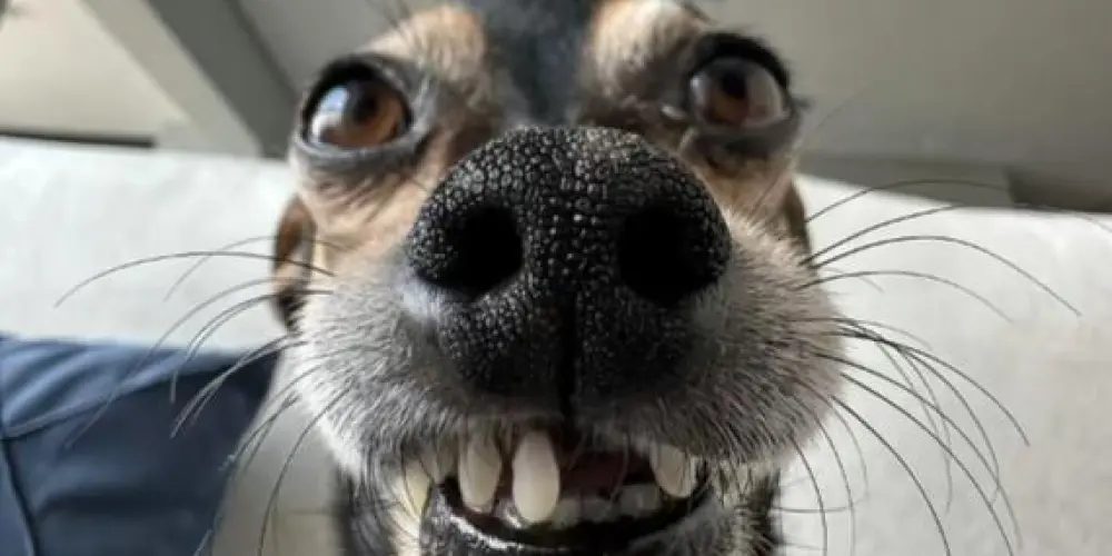 Imagem do grupo de WhatsApp Área Restrita 2