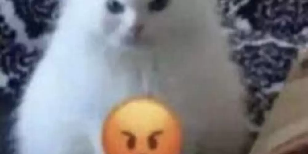 Imagem do grupo de WhatsApp ARM4RI0