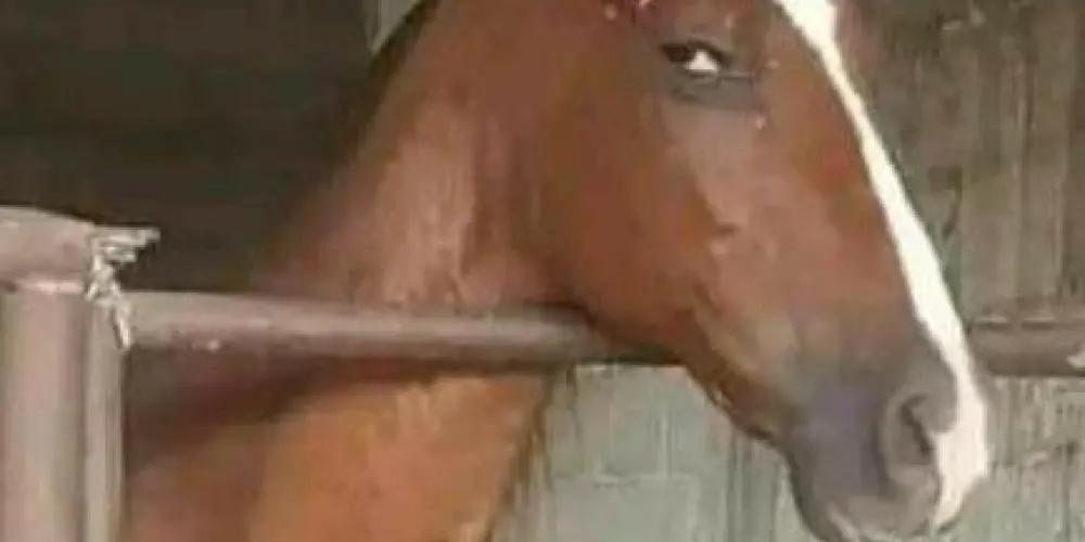 Imagem do grupo de WhatsApp Armário