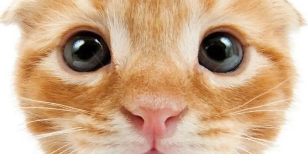 Imagem do grupo de WhatsApp arrocha💯💯