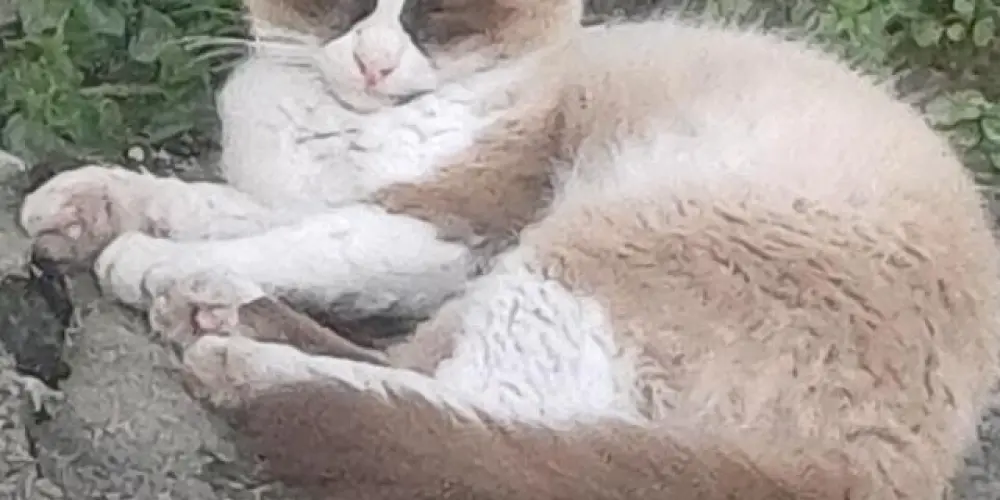 Imagem do grupo de WhatsApp Arroz Deidad🔥🇷🇺🇦🇷