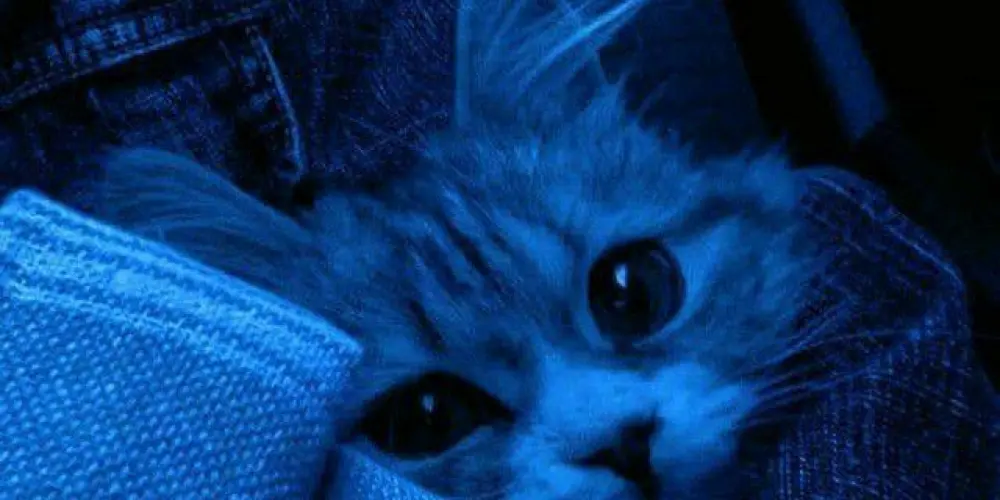 Imagem do grupo de WhatsApp 🦇árvore sem folha🦇