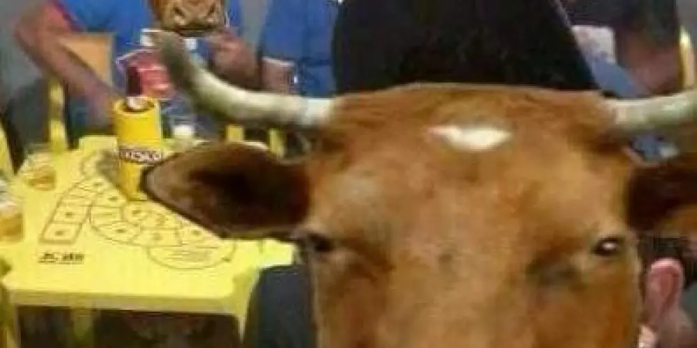 Imagem do grupo de WhatsApp as boi brava
