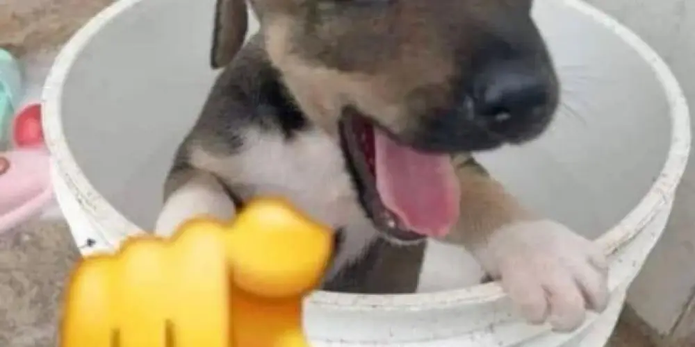 Imagem do grupo de WhatsApp As doida do caps