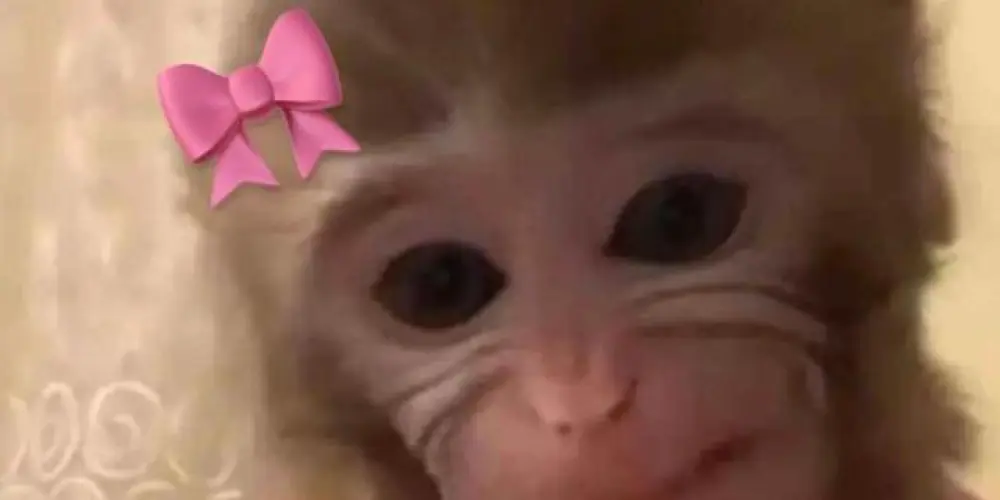 Imagem do grupo de WhatsApp As macaquinhas