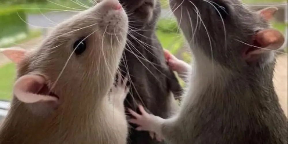 Imagem do grupo de WhatsApp As mina ae tio