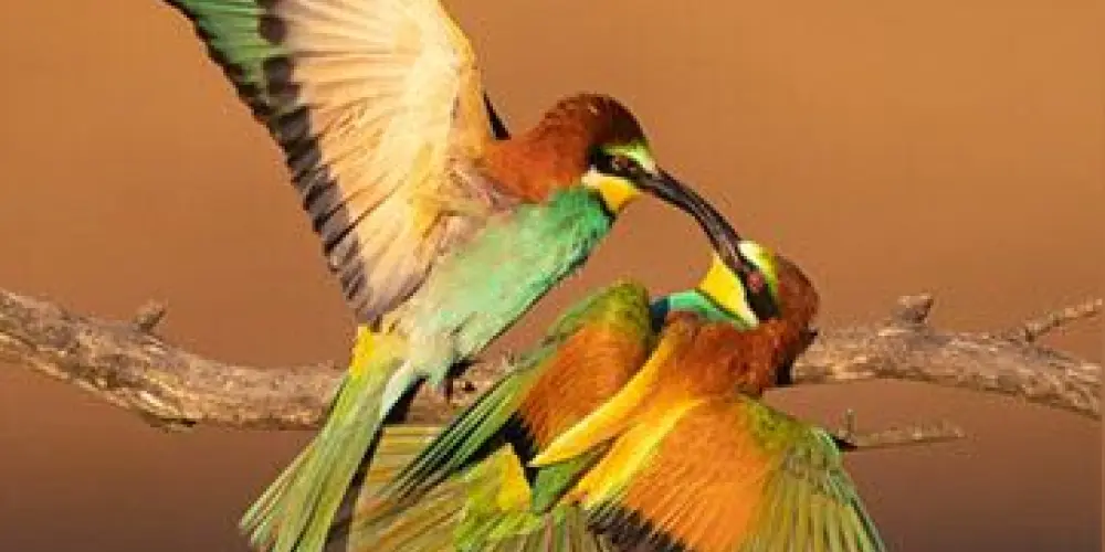 Imagem do grupo de WhatsApp 🐥🐦 ASSOBIA BRASIL 🇧🇷 🦜 AUDAXIS #2