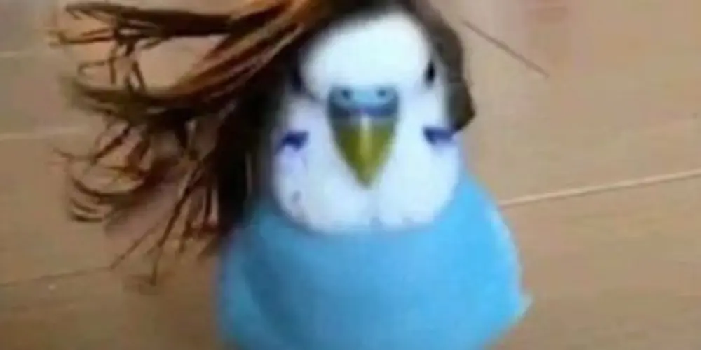 Imagem do grupo de WhatsApp Assobiadores