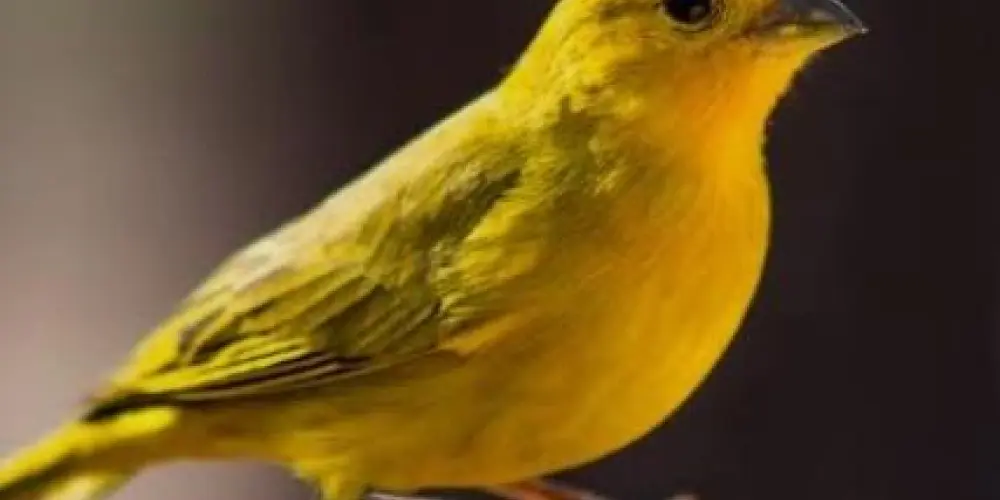 Imagem do grupo de WhatsApp assobiadores🐦