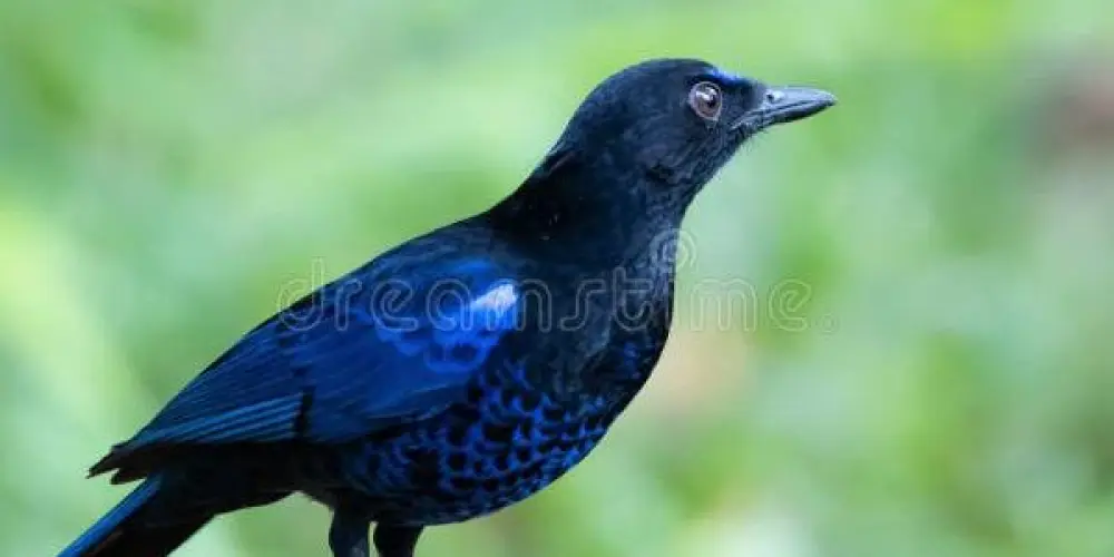 Imagem do grupo de WhatsApp ASSOBIADORES BRASIL! 🎶🇧🇷