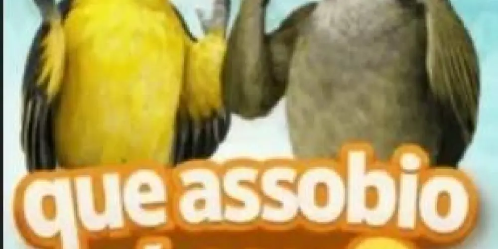 Imagem do grupo de WhatsApp Assobiadores de Araguaína (whistlers from Araguaína)