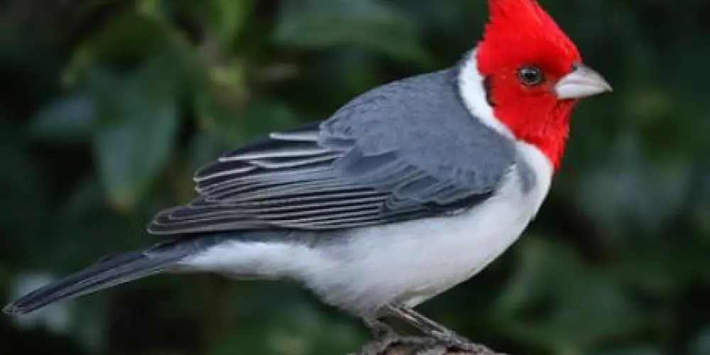 Imagem do grupo de WhatsApp ASSOBIADORES DE ELITE