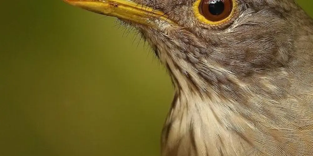 Imagem do grupo de WhatsApp Assobiadores de Pedreiras E Trizidela Do Vale