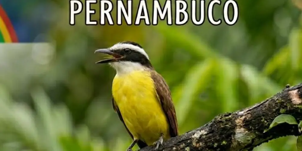 Imagem do grupo de WhatsApp Assobiadores de Pernambuco