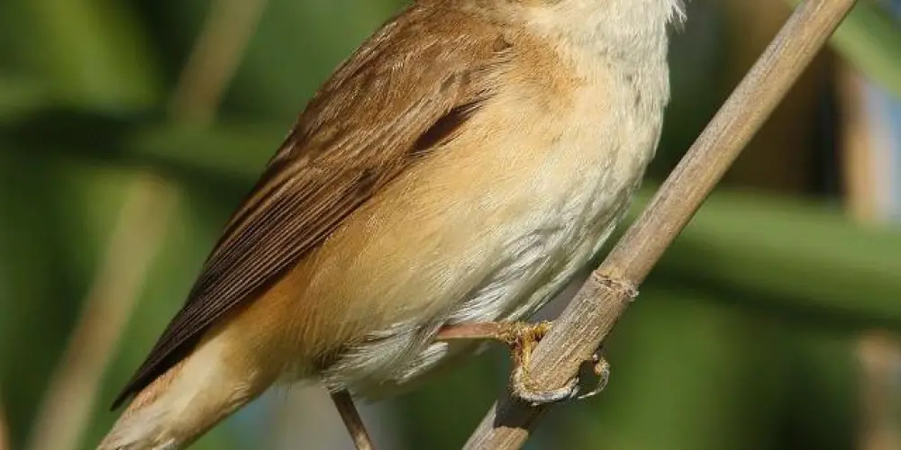 Imagem do grupo de WhatsApp Assobiadores de Plantão