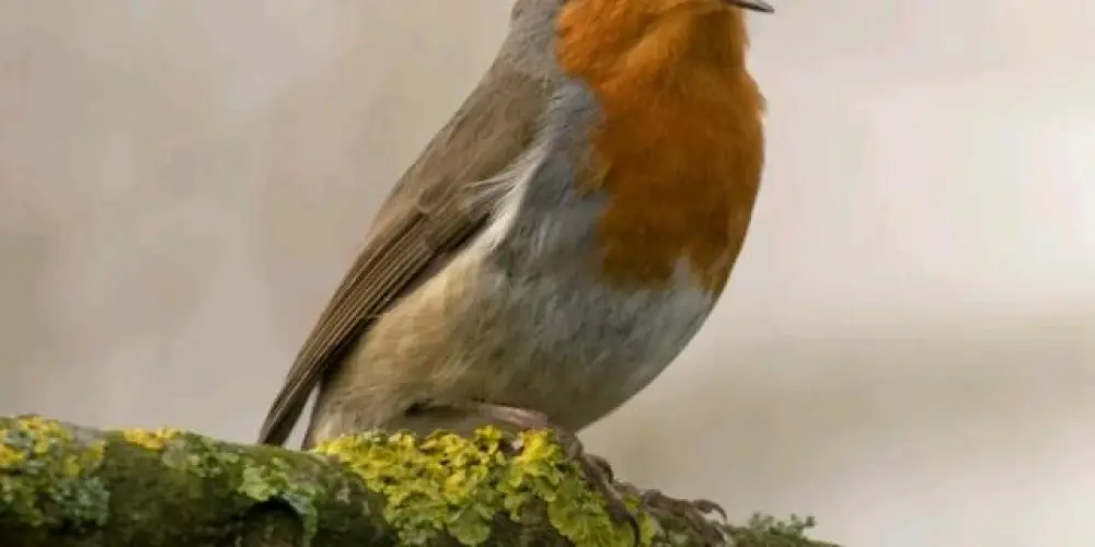 Imagem do grupo de WhatsApp Assobiadores Profissionais