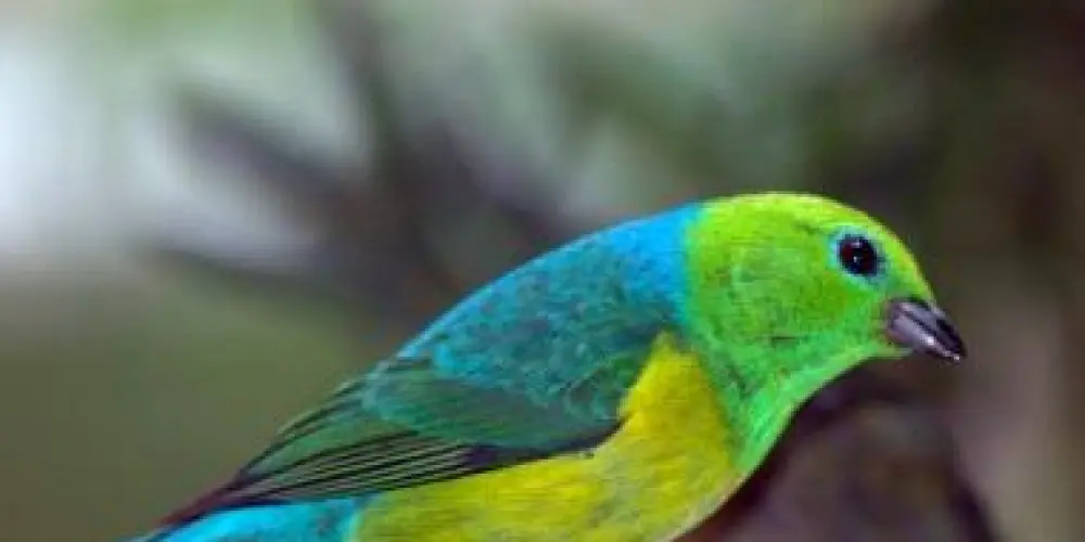 Imagem do grupo de WhatsApp Assobio associação