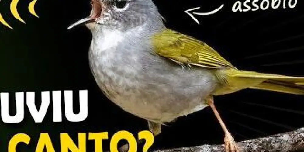 Imagem do grupo de WhatsApp Assobio cante e fale pelo vento