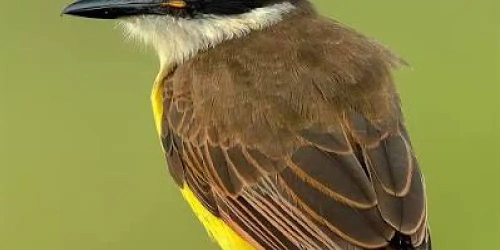 Imagem do grupo de WhatsApp Assobio grátis 24hrs