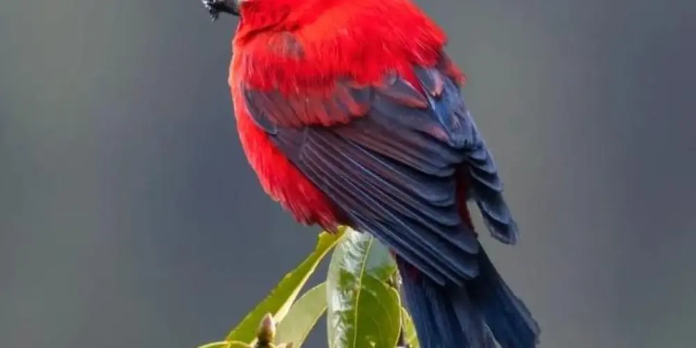 Imagem do grupo de WhatsApp Assobios | BR