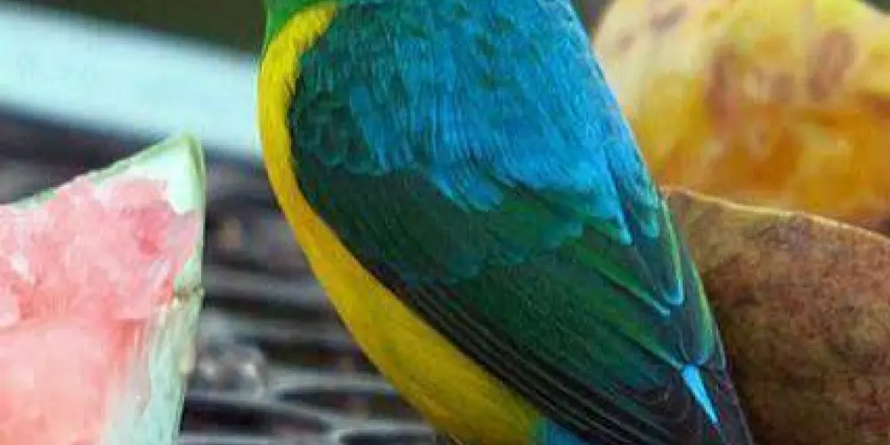 Imagem do grupo de WhatsApp Assobios de pássaros