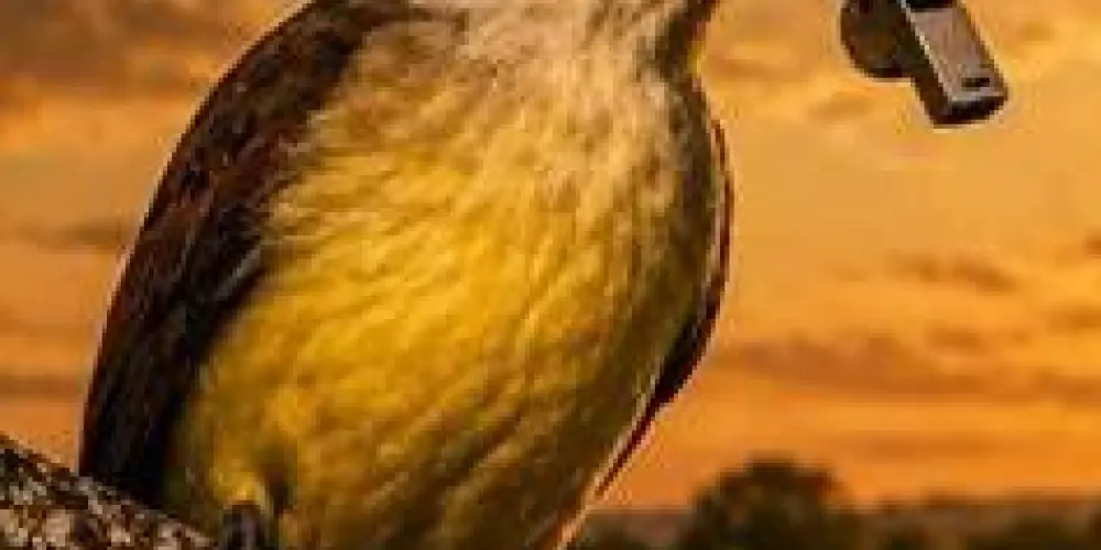 Imagem do grupo de WhatsApp Assobios Interior