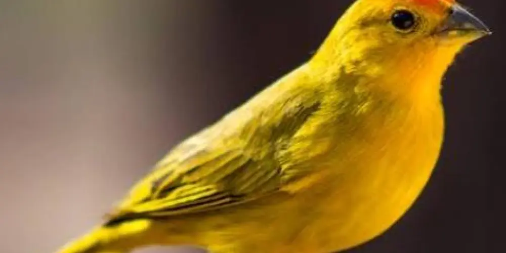 Imagem do grupo de WhatsApp Assobios legais