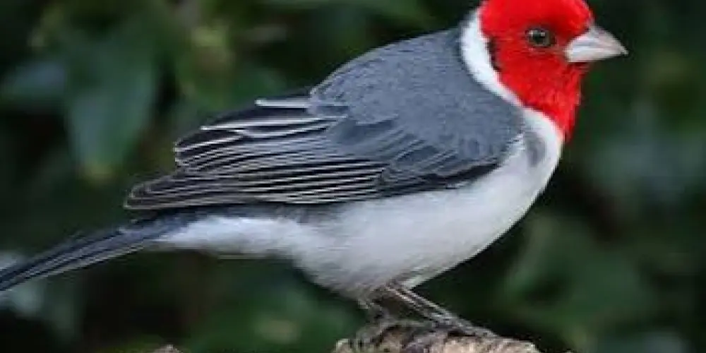 Imagem do grupo de WhatsApp Assobios mais bonitos do Brasil