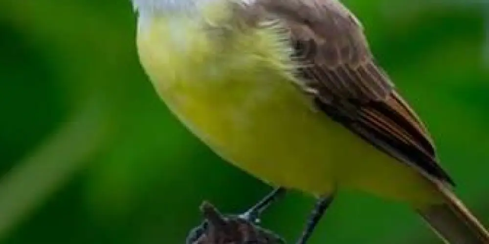 Imagem do grupo de WhatsApp Associação Assobiadores Botucatu