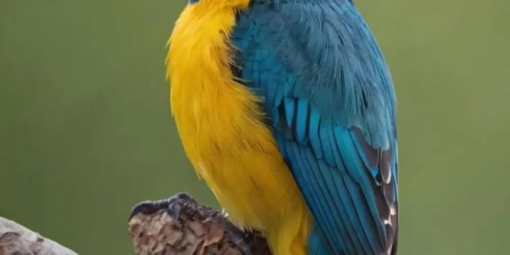 Imagem do grupo de WhatsApp Associação Assobio Br 🐦