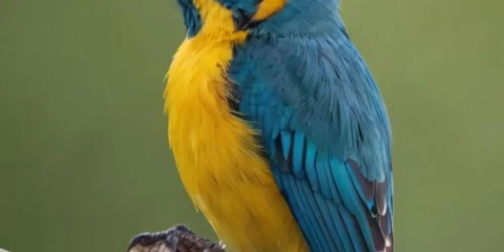 Imagem do grupo de WhatsApp Associação assovio br 🐦