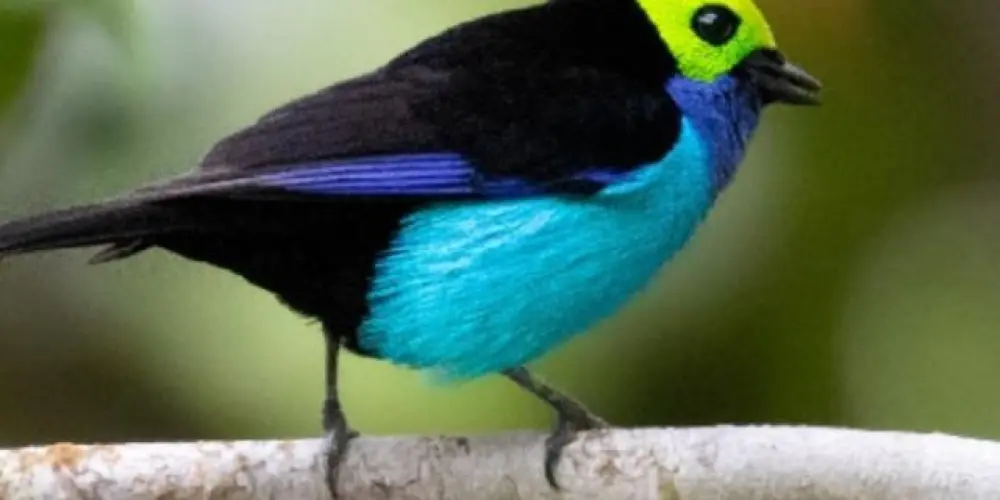 Imagem do grupo de WhatsApp Associação de arte do assobio